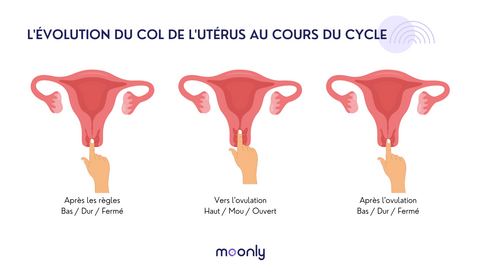 Guide pratique du col de l'utérus : Observer, autopalper et suivre