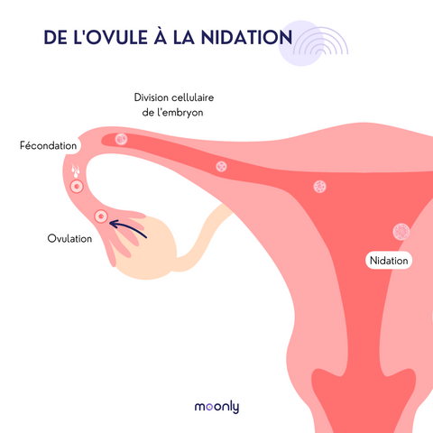 chemin de l'ovule vers l'embryon et nidation dans la paroi de l'utérus