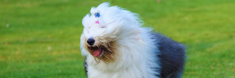 what are the health issues with old english sheepdogs