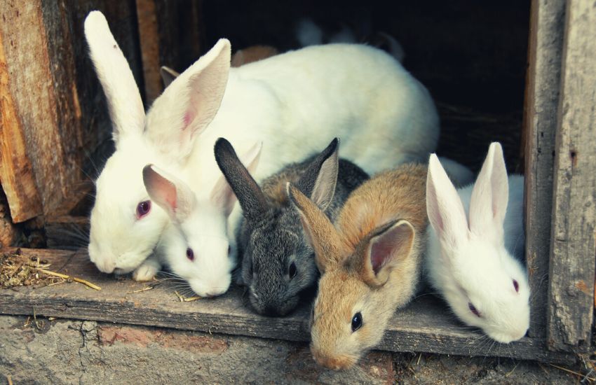 5 rabbits peeking out of a hutch