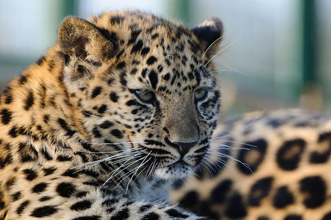 Saving the World’s Rarest Cat: The Amur Leopard – Animal Hearted Apparel