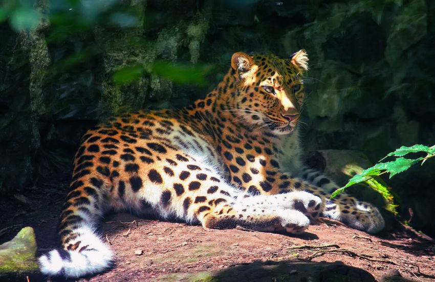 Amur leopard lies on a stone in the forest