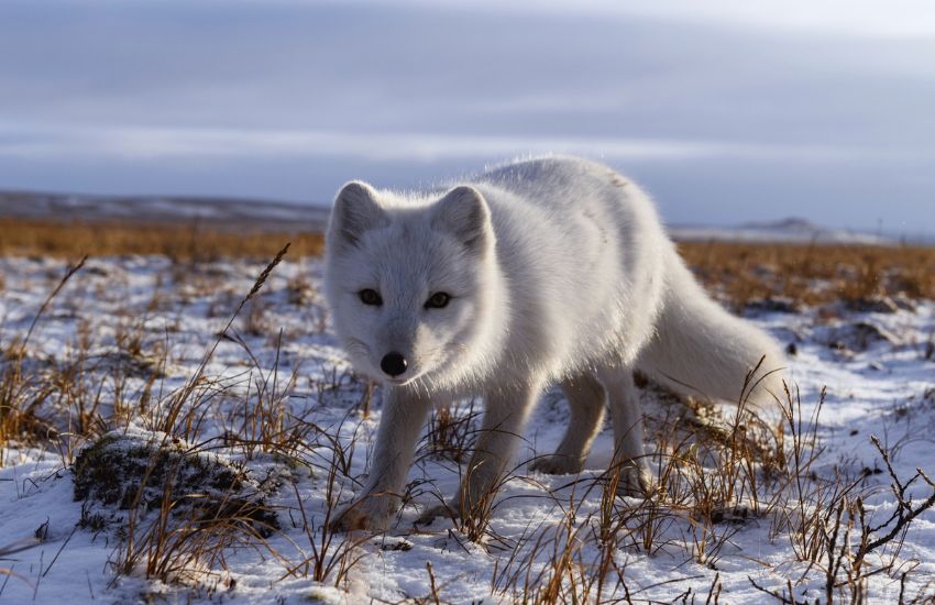 Arctic fox in Siberian tundra during winter