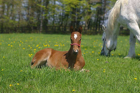 Squee Alert! 10 Adorable Baby Horses  Animal Hearted 