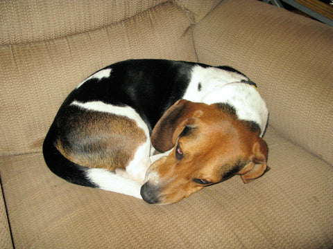 A dog curled up on a chair after circling before lying down