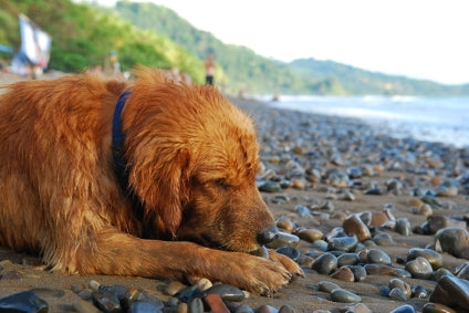 A golden retriever dog eating rocks on a beach