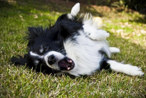 A dog rolling around in stinky grass