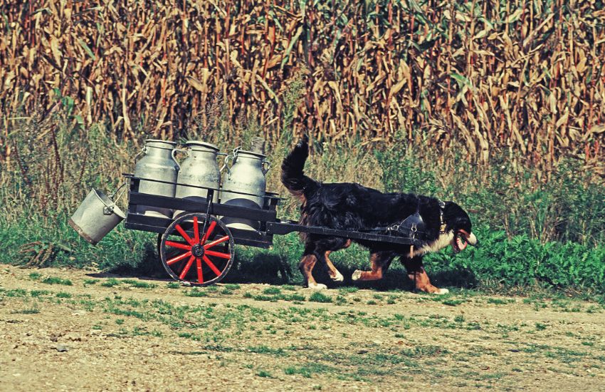 Bernese Mountain Dog pulling cart with milk churn
