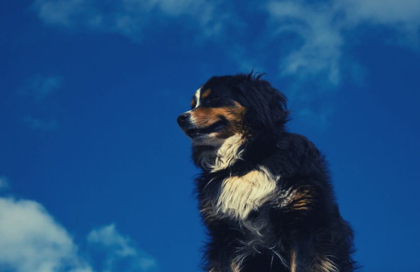 Healthy Bernese Mountain Dog under blue sky