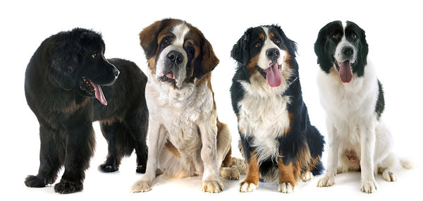 st bernard bernese mountain dog mix for sale