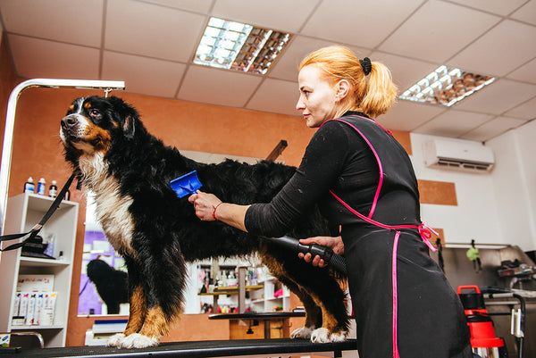 bernese mountain dog shedding