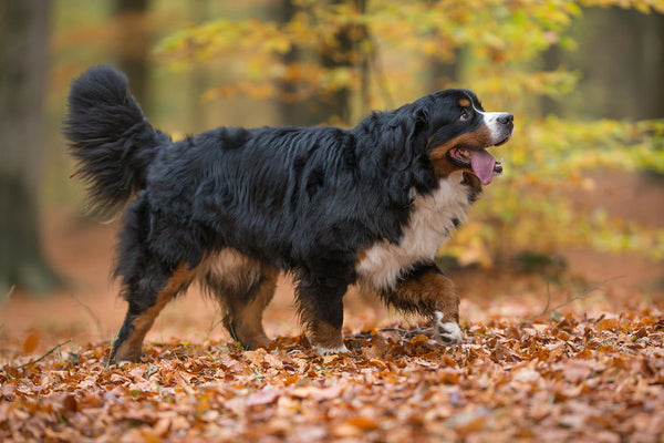 bernese mountain dog shedding