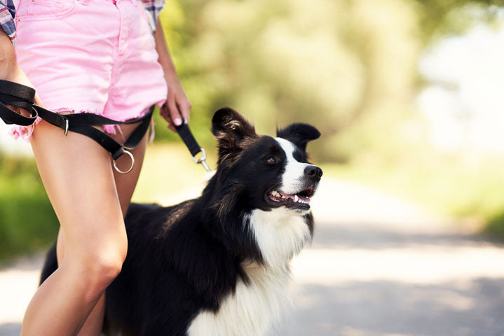 Border Collie on a run with owner