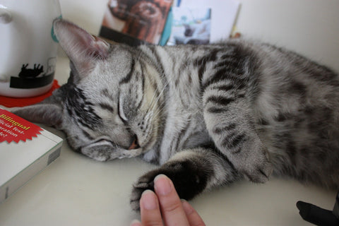 a black and grey striped cat sleeping on the table with a human hand touching one paw