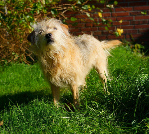 Why is my dog's nose changing colors?