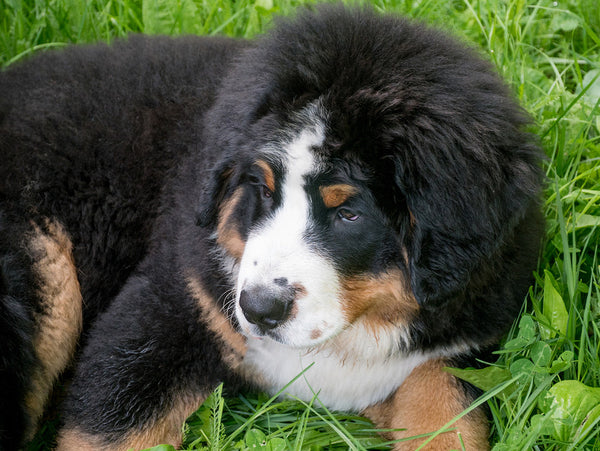 bernese mountain dog mix breeds
