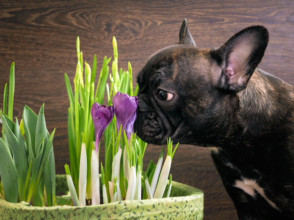 10 Common Harmful Things For Dogs Animal Hearted