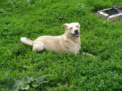 can you put coconut oil on dog hot spots