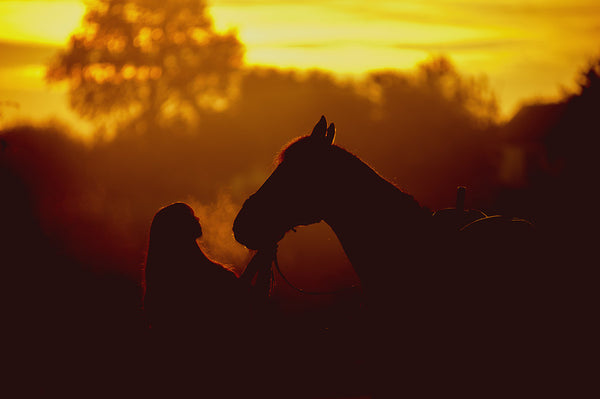 How Big is a Horse's Brain Image