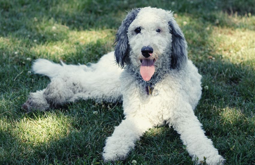 White Bernedoodle lying on grass