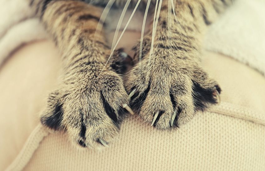 Cat stretching claws on couch