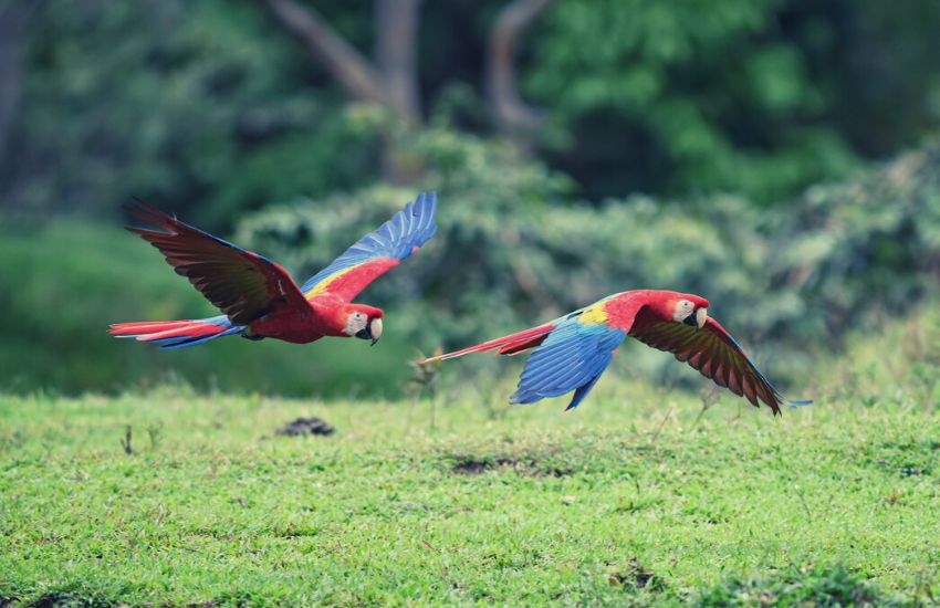 Two macaw birds flying over a grassy area