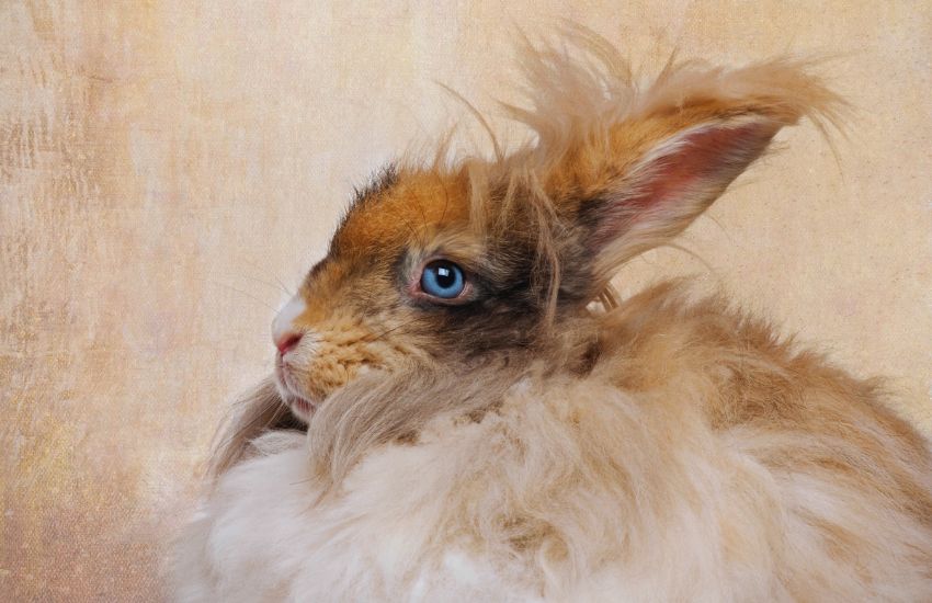 close-up of English Angora rabbit