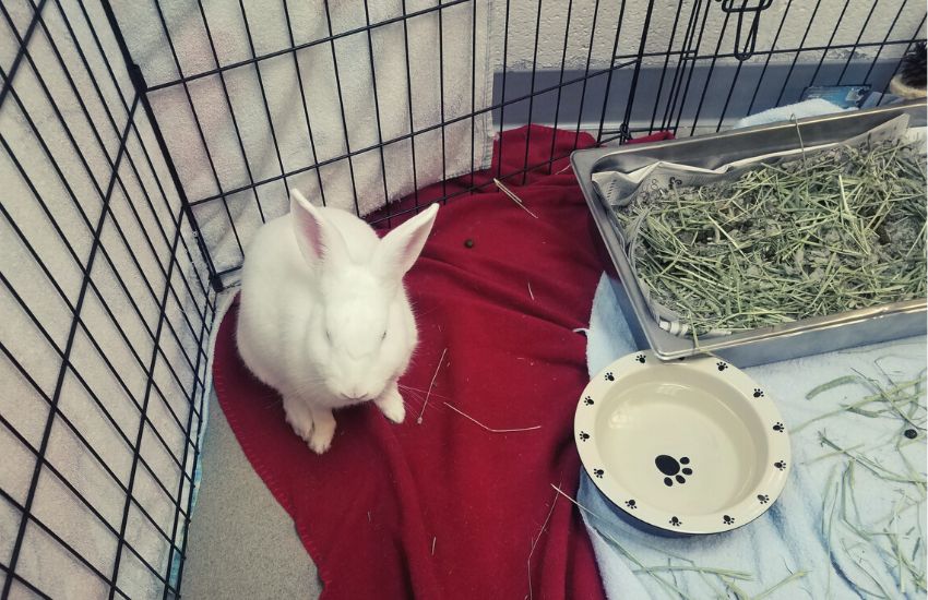 White rabbit with litter box in cage