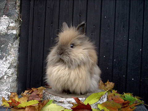 types of lionhead rabbits