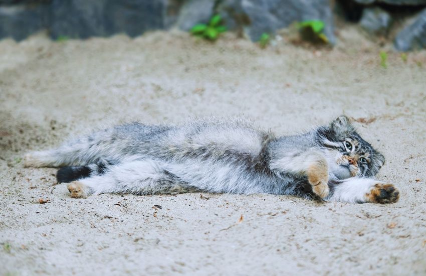 Manul cat lying on the ground