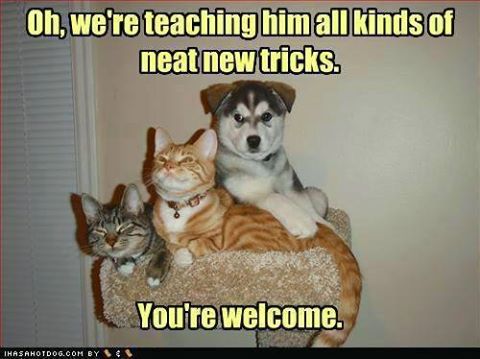 cute dog and cat pictures with captions
