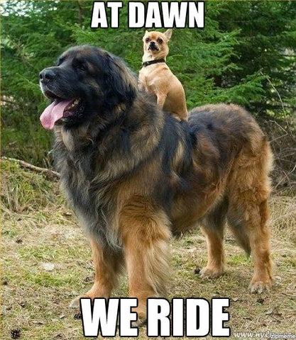 dog and cat memes funny