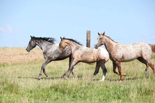 Three Appaloosa Horses running on grass