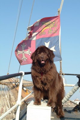 coast guard newfoundland dog