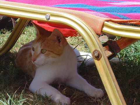 A cat laying on the grass while under a chair