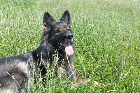 A black dog with his tongue out while he is laying on the grass