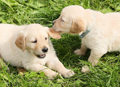 Two puppies on the grass