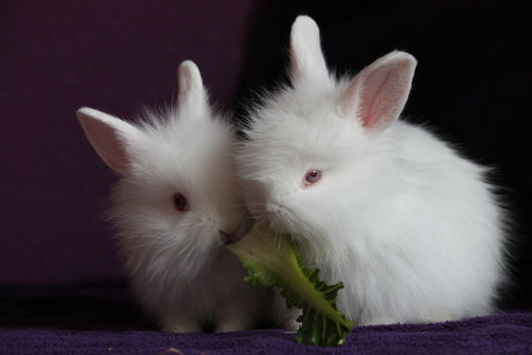 rabbit good pet