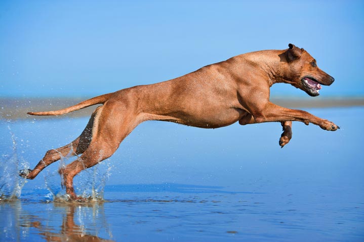 what dog can run the longest