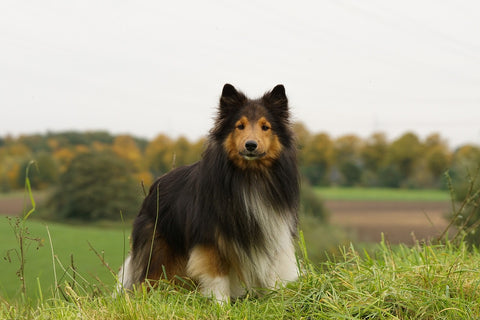 shetland sheepdog herding