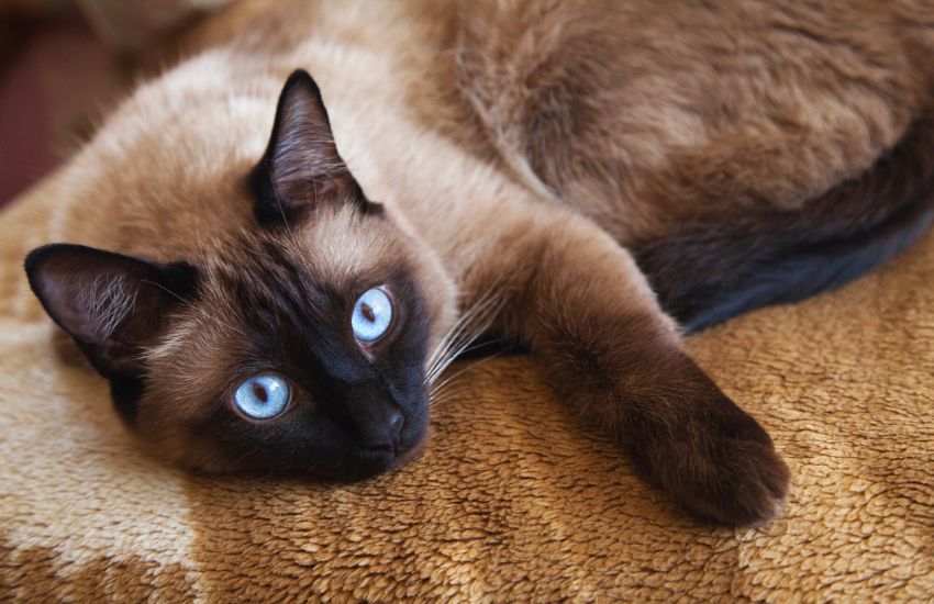 Siamese cat on a blanket