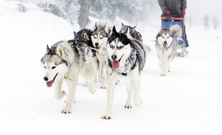 Siberian huskies pulling sled and running in cold weather on snow