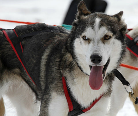 https://cdn.shopify.com/s/files/1/0601/4169/files/Sled_dogs2_large.jpg?6061255324548297557