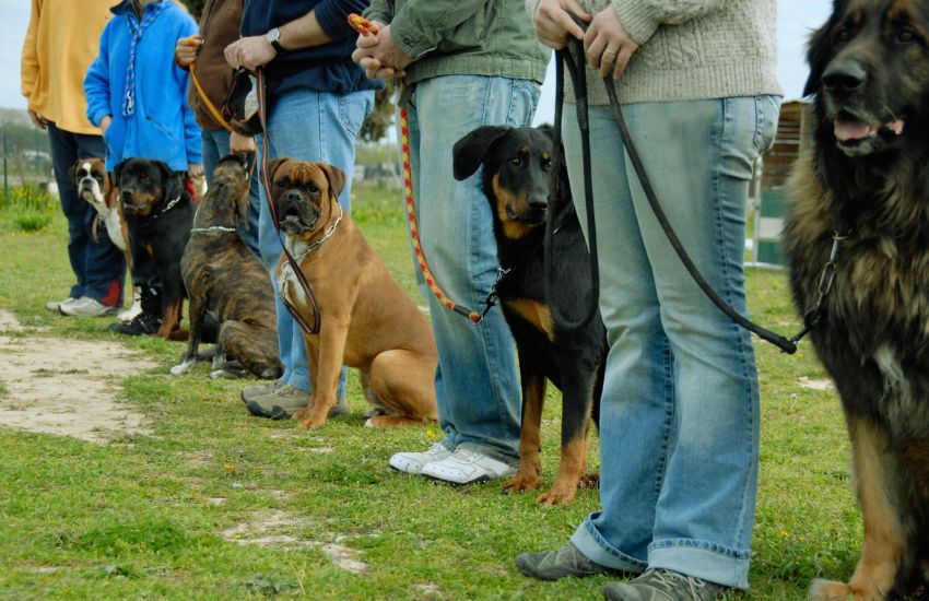 a line of leashed dogs with owners