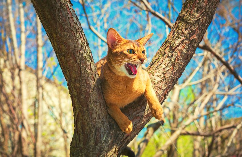 Abyssinian cat sitting up on a tree