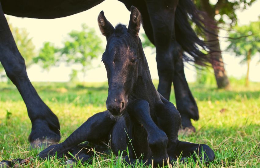 Adorabe Friesian foal sitting under her mother