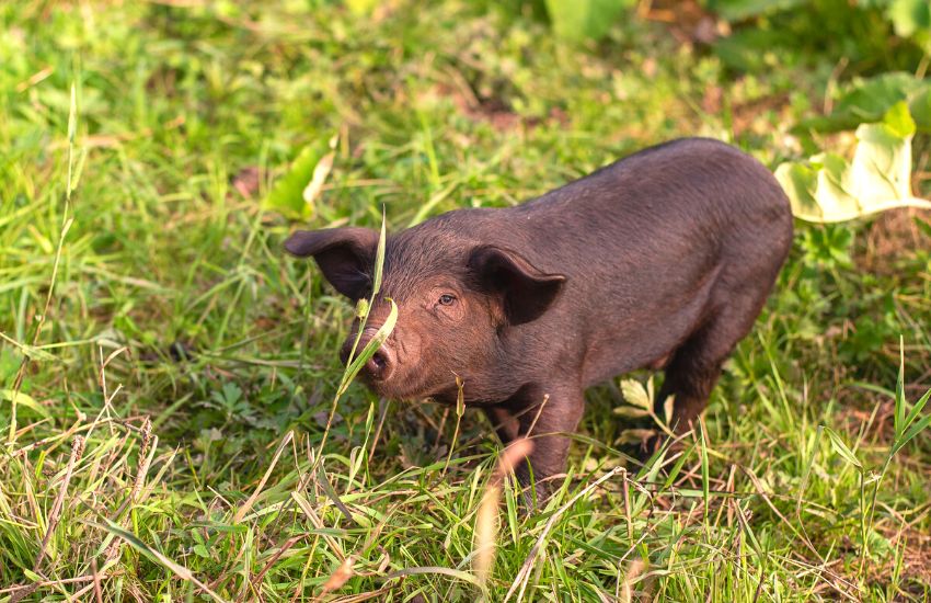 Black Vietnamese piglet is walking across a grassy field