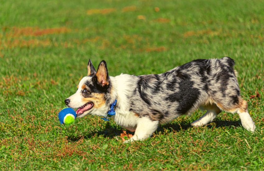 Corgi running across a grass yard with a ball in its mouth
