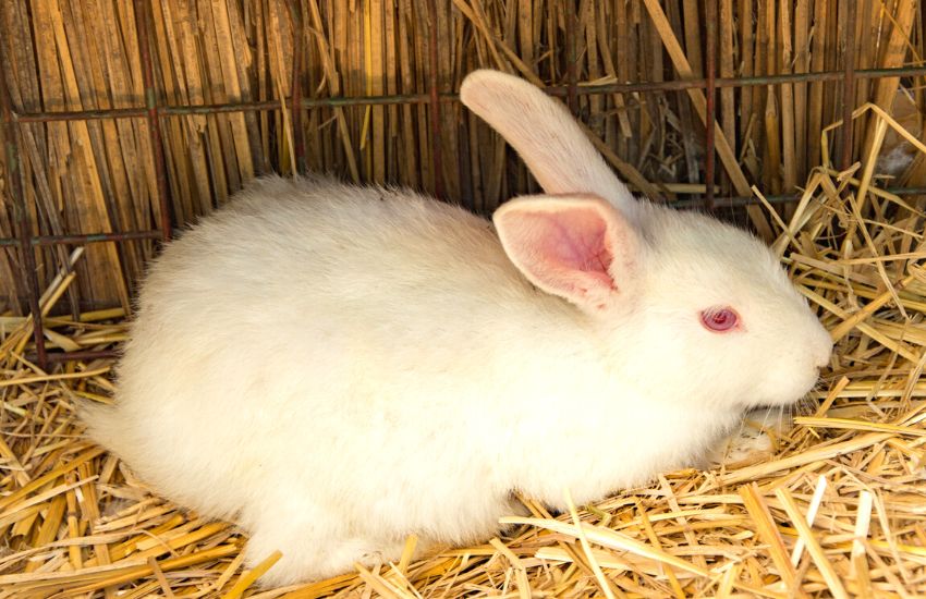 Albino rabbit lying on hay