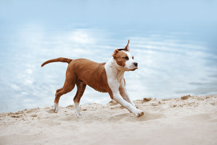 American Staffordshire Terrier running on the beach